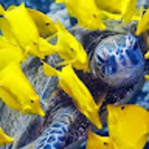 Meet your Posher, Carolyn